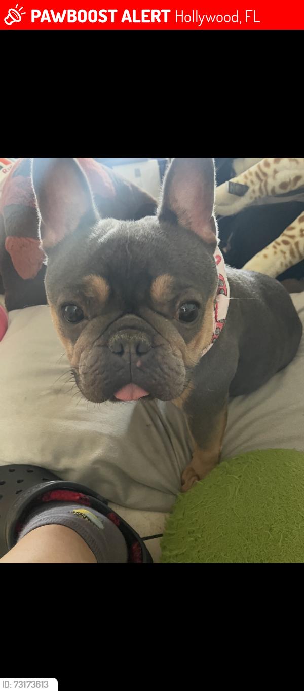 Lost Female Dog last seen Hollywood, Hollywood, FL 33021