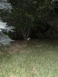 Found/Stray Unknown Cat last seen On Lakewood rd before dq, Lake in the Hills, IL 60156
