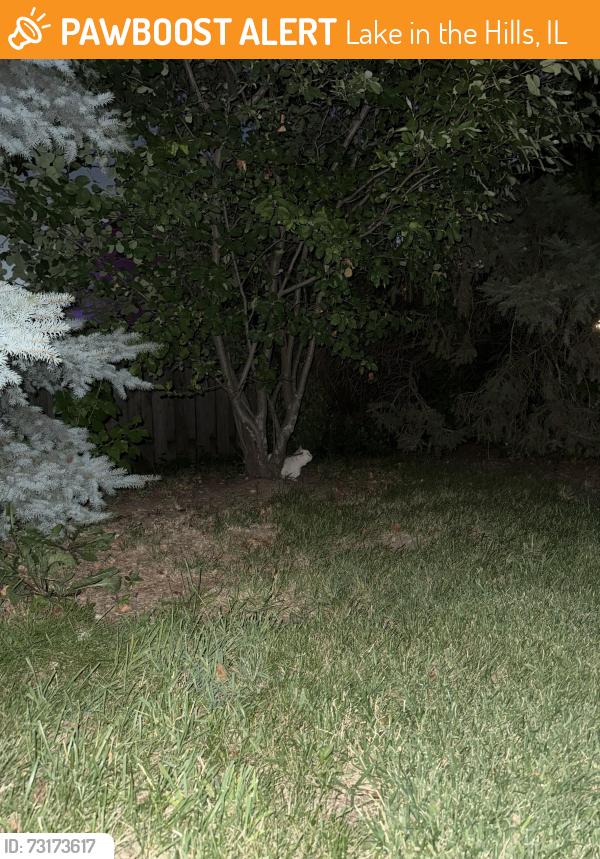 Found/Stray Unknown Cat last seen On Lakewood rd before dq, Lake in the Hills, IL 60156