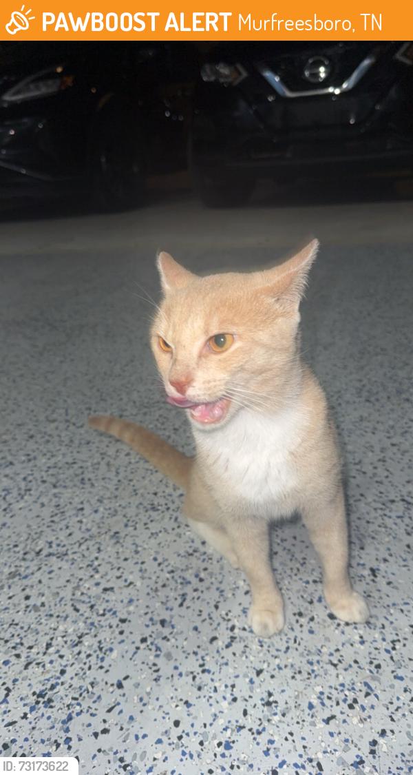 Found/Stray Male Cat last seen secretariat trace, Murfreesboro, TN 37128