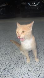 Found/Stray Male Cat last seen secretariat trace, Murfreesboro, TN 37128