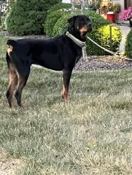 Found/Stray Male Dog last seen Landersdale, Mooresville, IN 46158