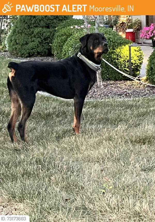 Found/Stray Male Dog last seen Landersdale, Mooresville, IN 46158
