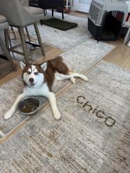 Reunited Male Dog last seen Columbine Dr and Columbine Curcle, Schaumburg, IL 60173