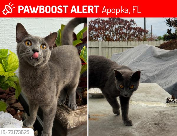 Lost Male Cat last seen Usually romes around the neighbor hood, Apopka, FL 32703