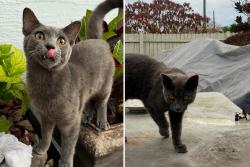 Lost Male Cat last seen Usually romes around the neighbor hood, Apopka, FL 32703