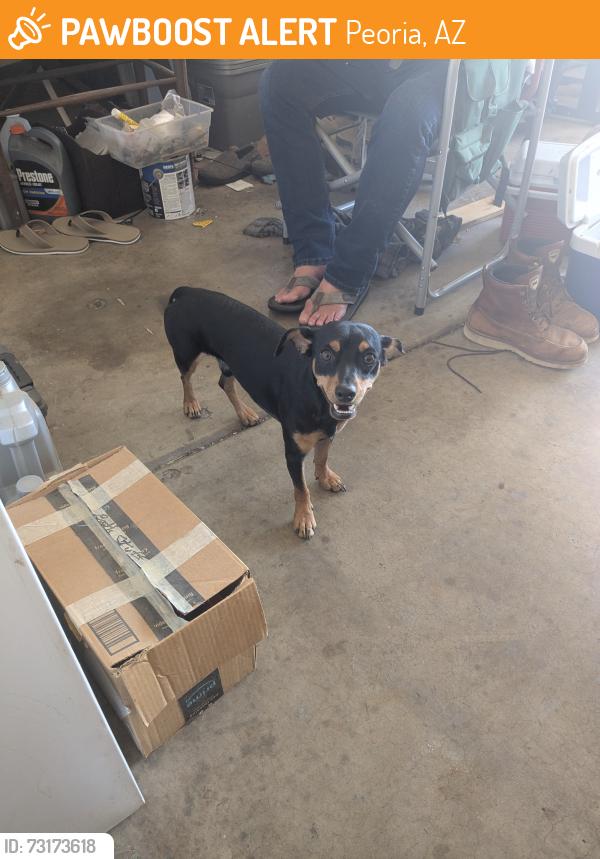 Found/Stray Male Dog last seen Near ave and Peoria ave, Peoria, AZ 85345