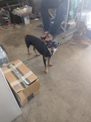 Found/Stray Male Dog last seen Near ave and Peoria ave, Peoria, AZ 85345