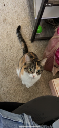 Reunited Female Cat last seen MKE Airport, Saint Francis, WI 53207