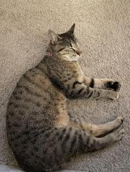 Lost Female Cat last seen U haul on St Andrew’s, Columbia, SC 29210