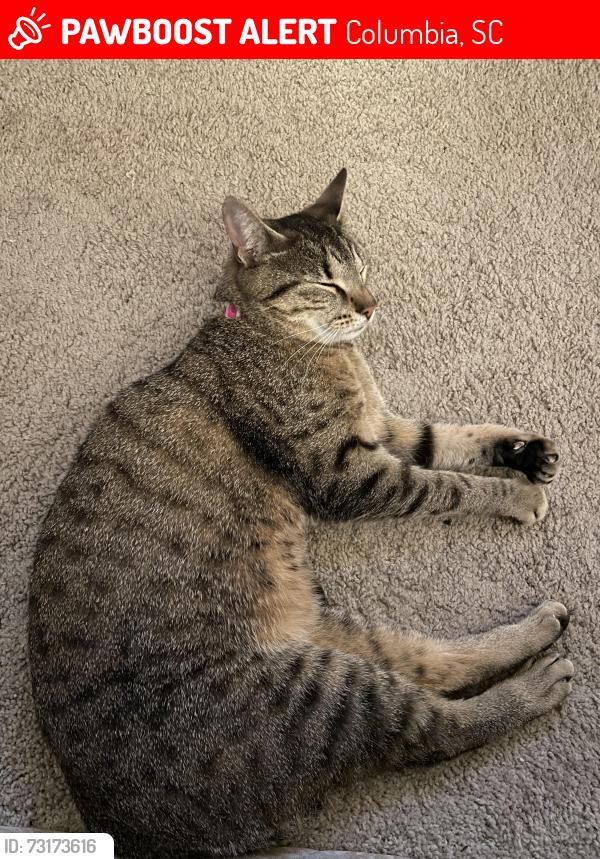 Lost Female Cat last seen U haul on St Andrew’s, Columbia, SC 29210
