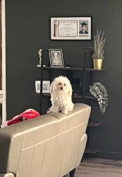 Reunited Female Dog last seen Near north 46th drive, Phoenix, AZ 85019
