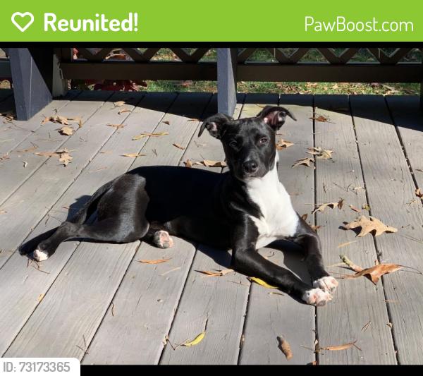Reunited Female Dog last seen Fork Bixby Rd & Markland Rd, Advance, NC, Davie County, NC 27006
