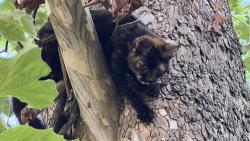 Found/Stray Female Cat last seen Between Rt 41 and Houseman Town Rd, Bainbridge, OH 45612