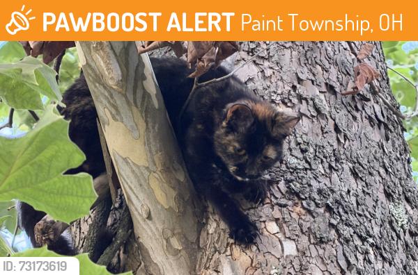 Found/Stray Female Cat last seen Between Rt 41 and Houseman Town Rd, Bainbridge, OH 45612