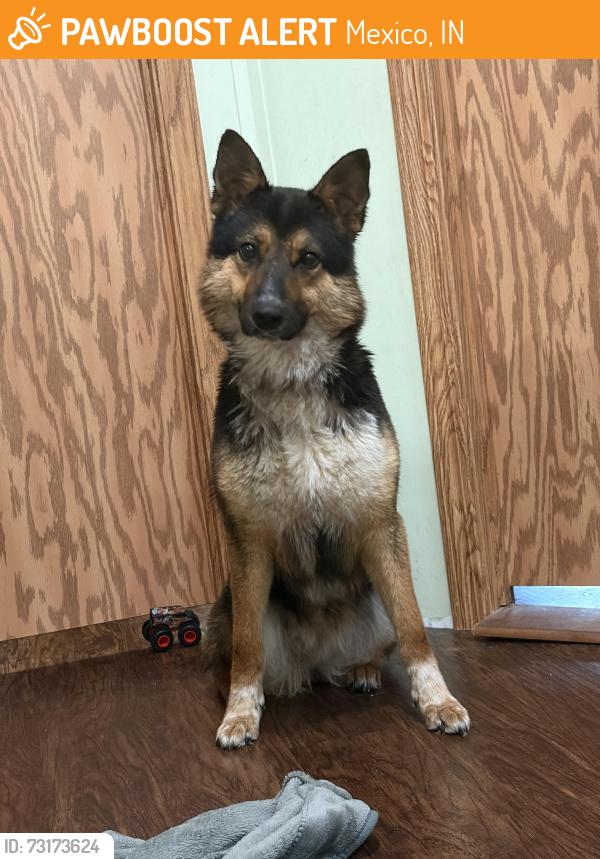 Found/Stray Female Dog last seen W 600 N, Mexico, IN 46970
