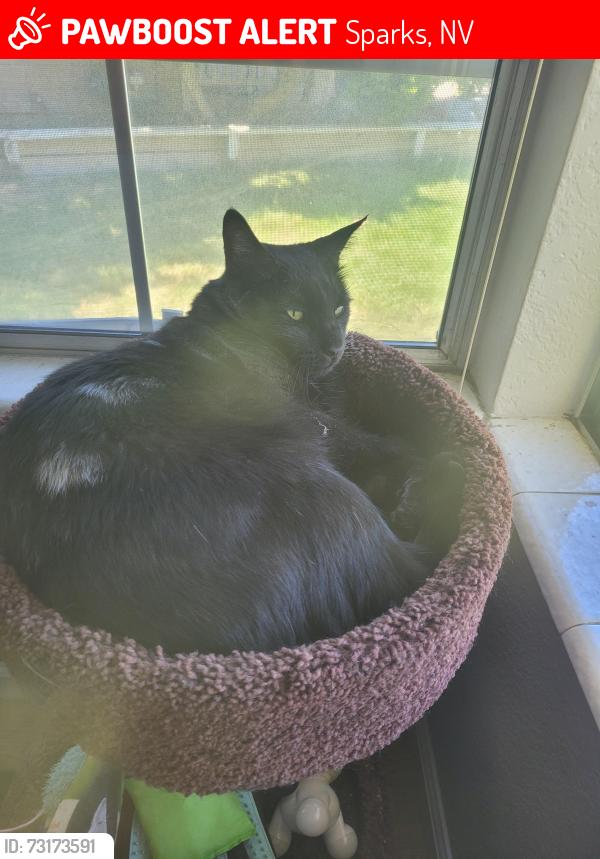 Lost Male Cat last seen Express & sparks boulevard, Sparks, NV 89434