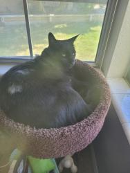 Lost Male Cat last seen Express & sparks boulevard, Sparks, NV 89434
