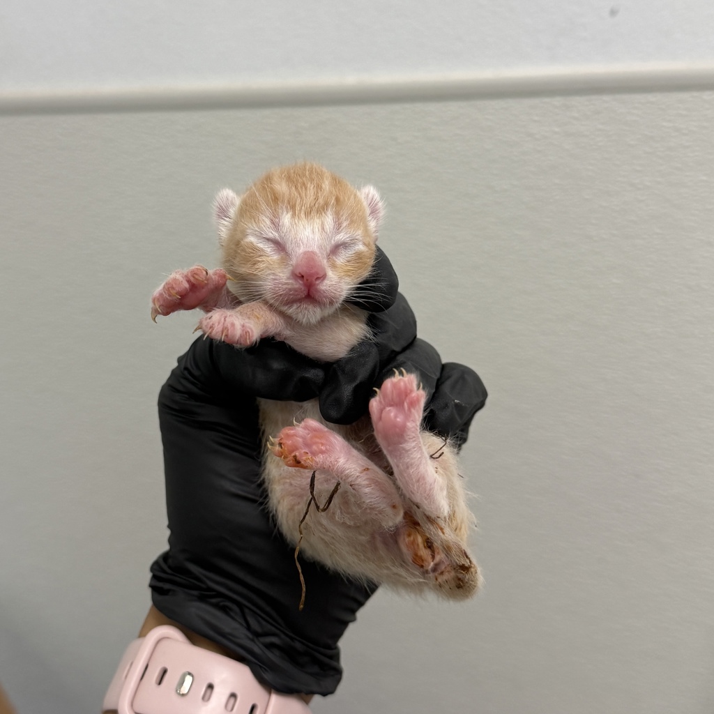 Shelter Stray Male Cat last seen Near Ingrid Avenue, San Diego, CA, 92154, 5500 Gaines St, San Diego, CA 92110, USA