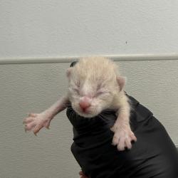 Shelter Stray Male Cat last seen Near Ingrid Avenue, San Diego, CA, 92154, 5500 Gaines St, San Diego, CA 92110, USA