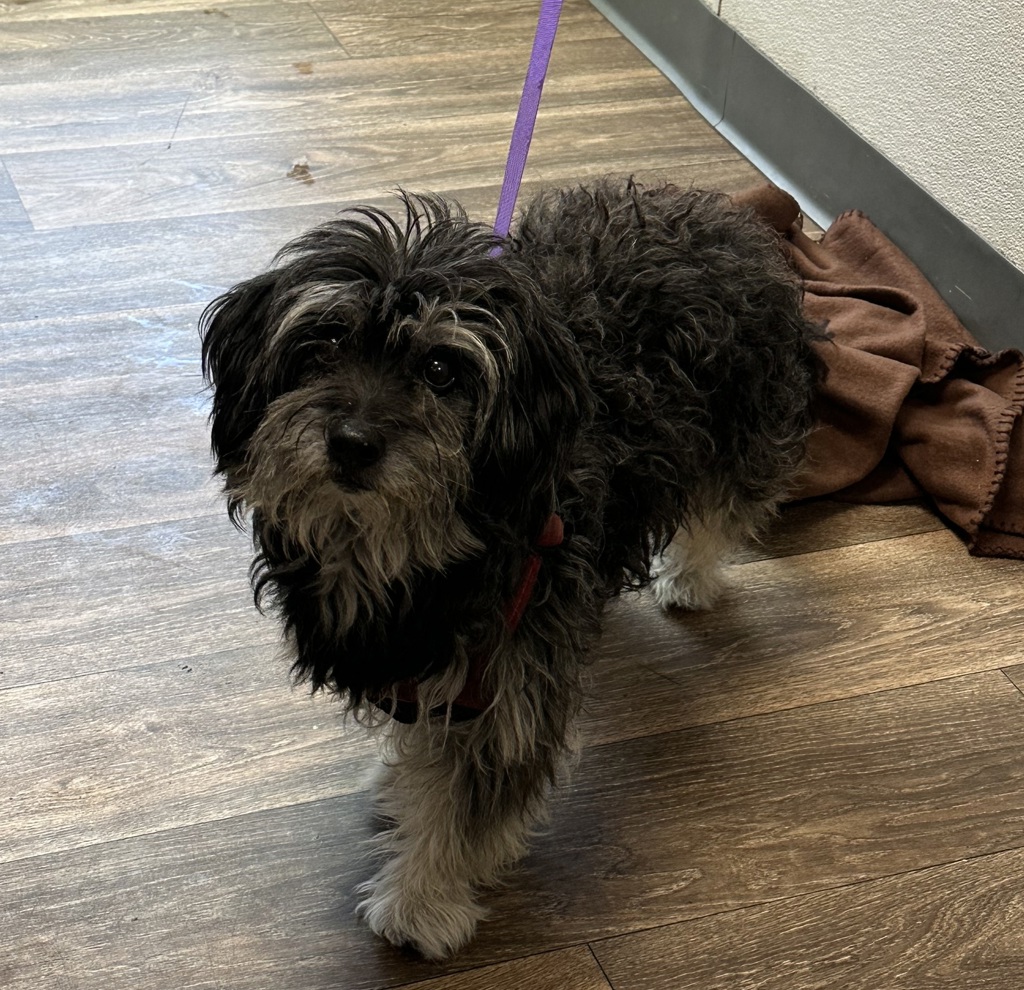 Shelter Stray Male Dog last seen Auburn Drive, San Diego, CA, 92105, 5500 Gaines St, San Diego, CA 92110, USA