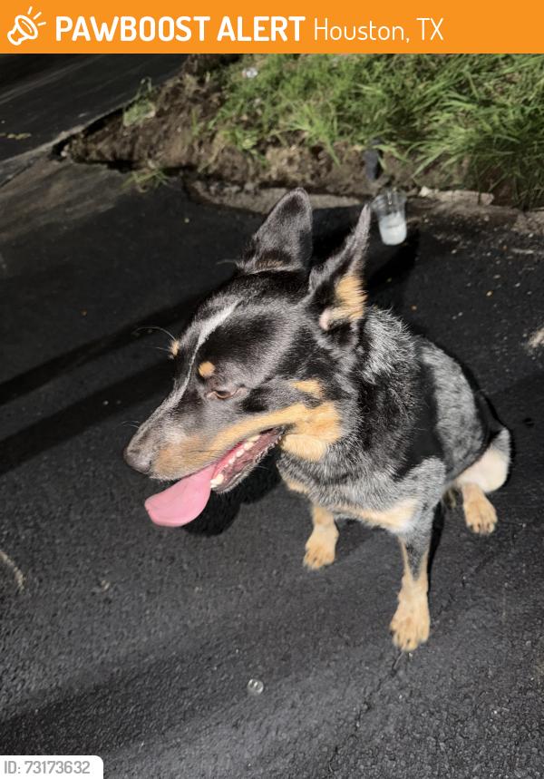 Found/Stray Male Dog last seen Near Richmond Ave Houston, TX 77063 United States, Houston, TX 77063