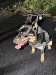 Found/Stray Male Dog last seen Near Richmond Ave Houston, TX 77063 United States, Houston, TX 77063