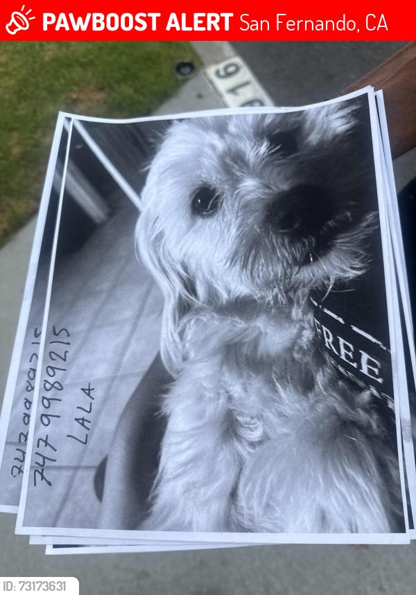 Lost Female Dog last seen glenoaks and maclay, San Fernando, CA 91340