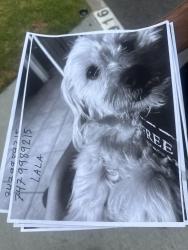 Lost Female Dog last seen glenoaks and maclay, San Fernando, CA 91340