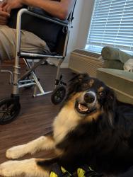 Reunited Male Dog last seen Walgreens Parking lot on El Camino and Flora Vista in Santa Clara, Santa Clara, CA 95051