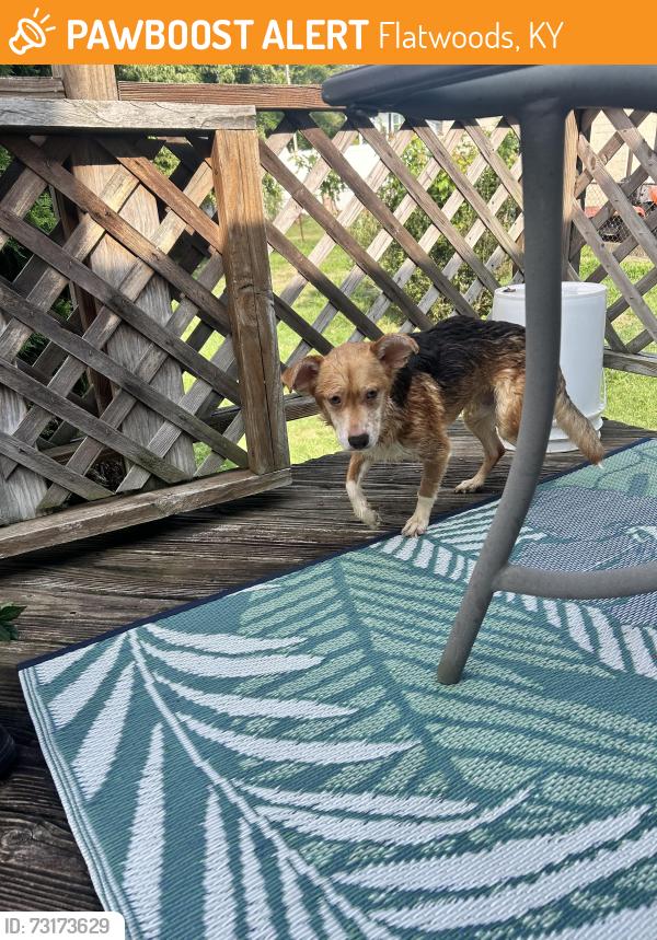 Found/Stray Male Dog last seen Flatwoods pool, Flatwoods, KY 41139