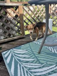 Found/Stray Male Dog last seen Flatwoods pool, Flatwoods, KY 41139