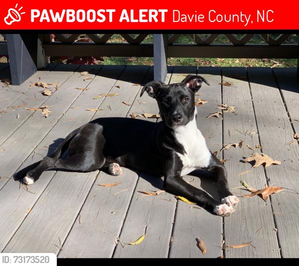 Lost Female Dog last seen Fork Bixby Rd & Markland Rd, Advance, NC, Davie County, NC 27006