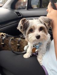 Reunited Female Dog last seen e illif ave, Aurora, CO 80013