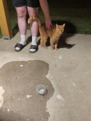 Found/Stray Unknown Cat last seen Agawam Dr near LC High School, Lawrence, IN 46226