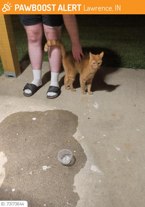 Found/Stray Unknown Cat last seen Agawam Dr near LC High School, Lawrence, IN 46226