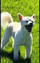 Reunited Female Dog last seen Buri Buri Park, South San Francisco, CA 94080