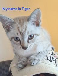 Lost Male Cat last seen Senior Center, Kingsport, TN 37660