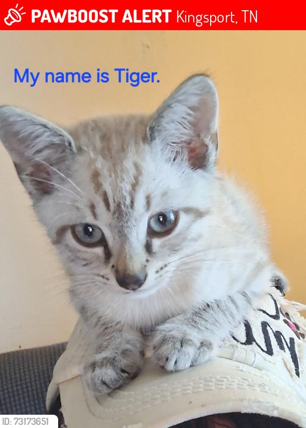 Lost Male Cat last seen Senior Center, Kingsport, TN 37660