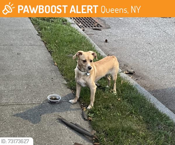 Found/Stray Unknown Dog last seen 144th ave & guy ur brewer jamaica ny 11434, Queens, NY 11434