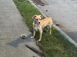 Found/Stray Unknown Dog last seen 144th ave & guy ur brewer jamaica ny 11434, Queens, NY 11434