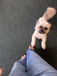 Reunited Male Dog last seen Pacific Ave, Long Beach, CA 90813