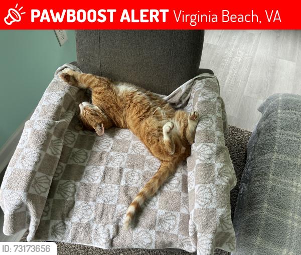Lost Male Cat last seen Newtown Road, Virginia Beach, VA 23462