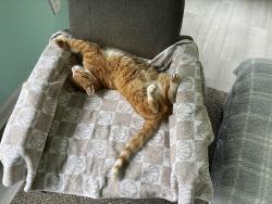 Lost Male Cat last seen Newtown Road, Virginia Beach, VA 23462