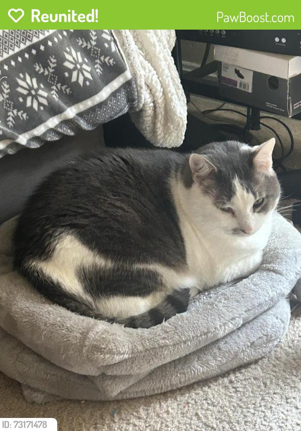 Reunited Male Cat last seen 44th st and Cleveland Ave nw, Canton, OH 44709