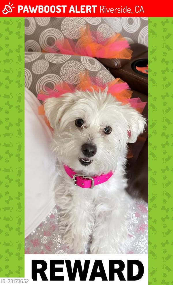 Lost Female Dog last seen Lincoln and Harrison, Riverside, CA 92503
