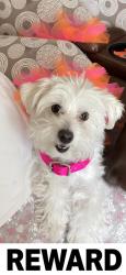 Lost Female Dog last seen Lincoln and Harrison, Riverside, CA 92503