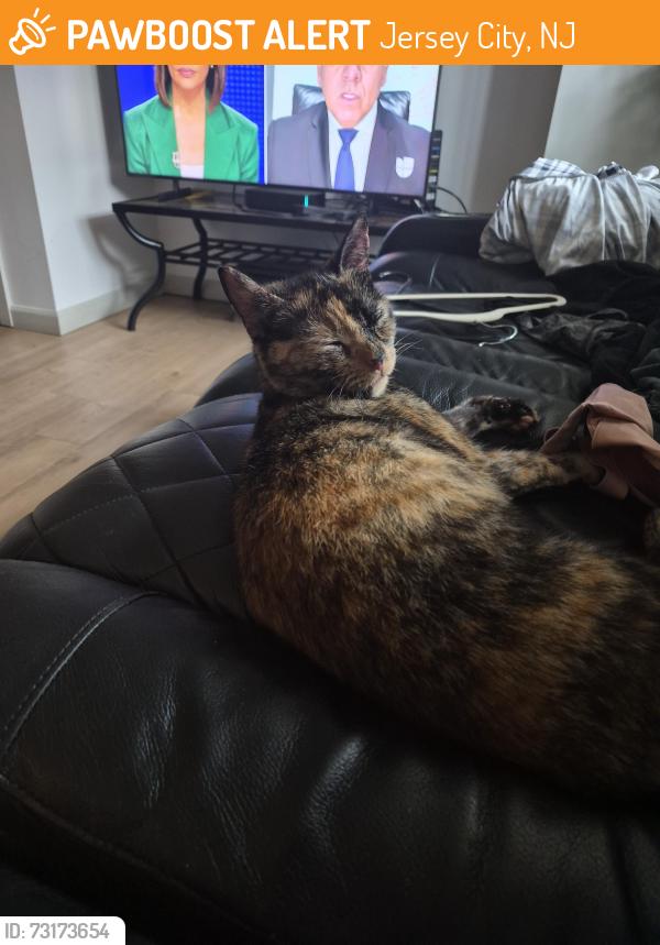 Found/Stray Female Cat last seen Florence and Montgomery St, Jersey City, NJ 07302