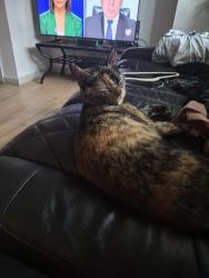 Found/Stray Female Cat last seen Florence and Montgomery St, Jersey City, NJ 07302