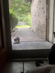 Found/Stray Unknown Cat last seen Burleson, Burleson, TX 76028